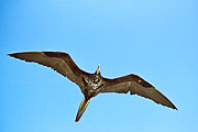 Picture 'Eq1_01_36 Frigatebird, Galapagos, Santa Cruz, Las Bachas'